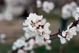 枝头绽放的洁白杏花