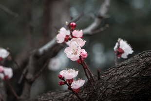 枝头绽放的粉嫩杏花