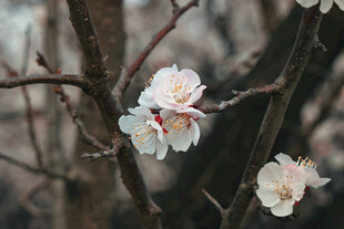 枝头绽放的素雅杏花