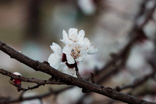 枝头绽放的洁白杏花
