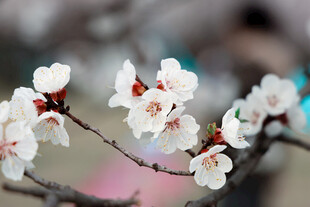 枝头绽放的洁白杏花