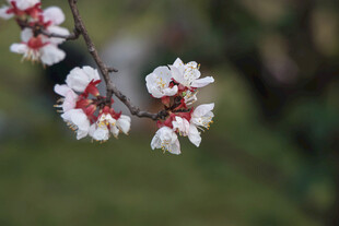 枝头绽放的娇艳杏花