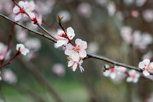 枝头绽放的粉嫩春花