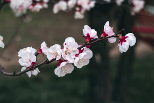 枝头绽放的娇艳粉白花朵