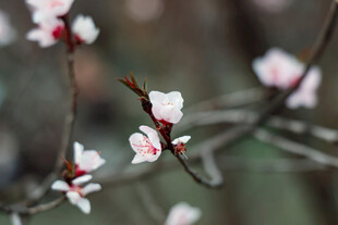 枝头绽放的粉嫩杏花
