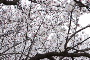 枝头繁花绽放的烂漫景象