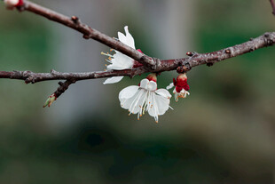 枝头绽放的洁白花朵