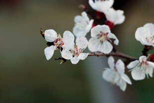 枝头绽放的洁白杏花