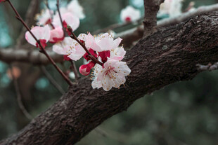 枝头绽放的粉嫩桃花