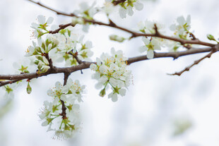 枝头绽放的洁白花朵