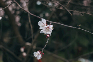 枝头绽放的粉嫩杏花