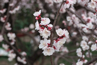 枝头绽放的娇艳杏花