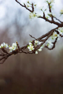 枝头绽放的白色小花