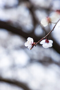 雪中绽放的娇艳梅花