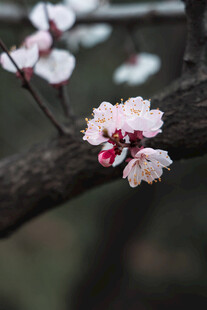 枝头绽放的粉嫩樱花