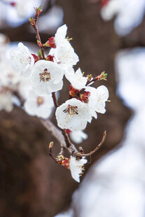 枝头绽放的洁白花朵