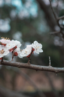 枝头绽放的洁白杏花