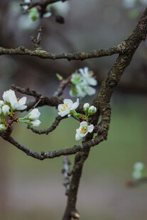 枝头绽放的白色小花
