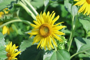 绽放的绚丽向日葵