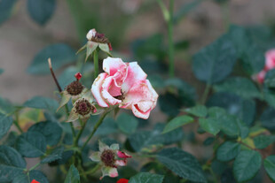 娇艳绽放的粉色月季花