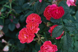 娇艳红玫瑰绽放