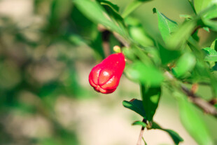 娇艳欲滴的单颗红色石榴花