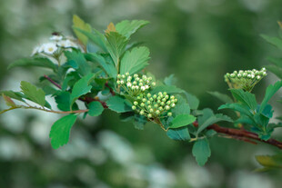 枝头嫩绿小花绽放
