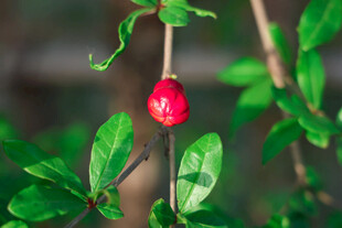 枝头红果伴绿叶