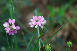 草丛中的粉嫩小花