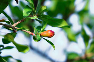 枝头红果初绽绿意盎然