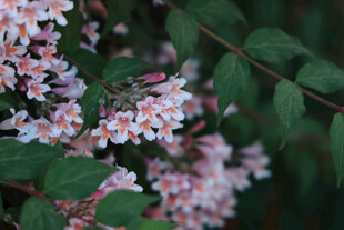 粉色小花与绿叶相依