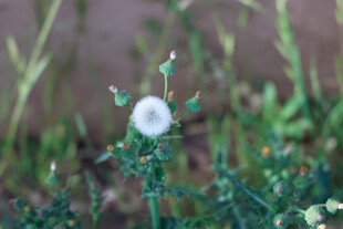 田野中的白色蒲公英