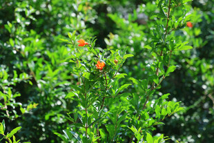 绿叶间点缀的鲜艳红果