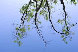 蓝天映衬下的嫩绿柳枝