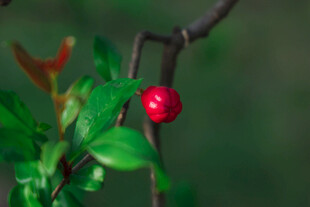 枝头红果