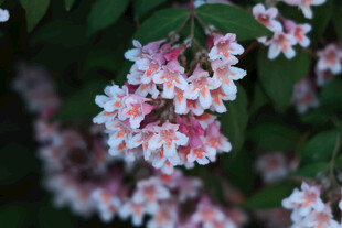 粉白锦带花绽放