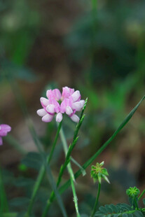 粉色小花绽放于绿叶间