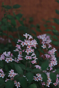 粉色小花绽放绿叶间