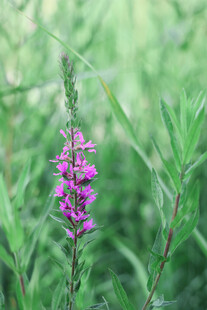 紫色野花绽放于绿野间
