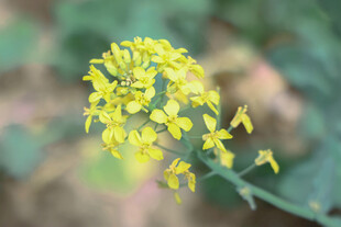 油菜花