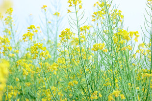 春日油菜花田美景