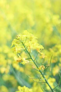 金黄油菜花