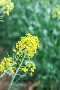 绽放的黄色油菜花