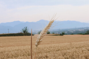 麦田麦穗与远山美景