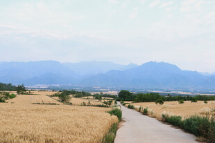 麦田小道旁的远山美景