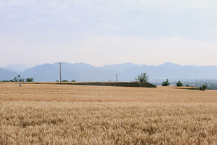 金黄麦田与远处山峦风景