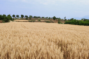 金黄麦田