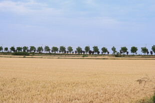金黄麦田与远方树木景观
