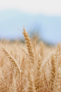 金黄麦浪中的丰收希望