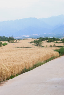 麦田旁的乡间水泥路